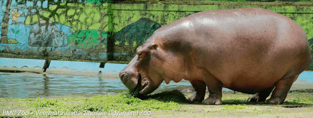 BMC Website > For Tourists > BMC Zoo